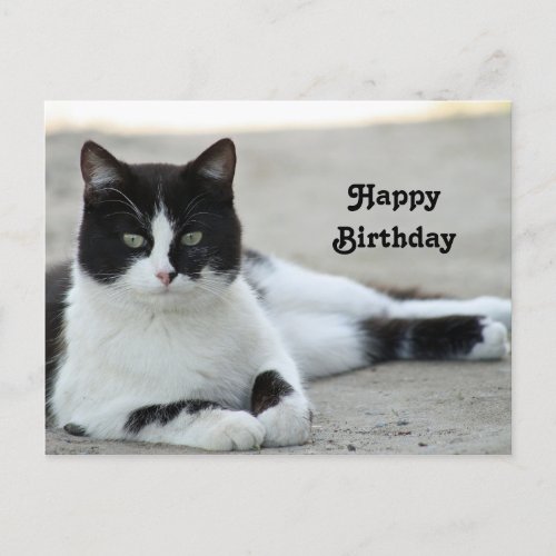 Cat Black and White Tuxedo Photo Birthday Postcard