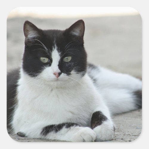Cat Black and White Tuxedo Photo Square Sticker