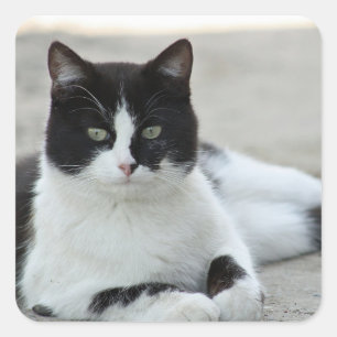 Cat Black and White Tuxedo Photo Square Sticker