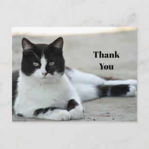 Cat Black and White Tuxedo Photo Thank You Postcard