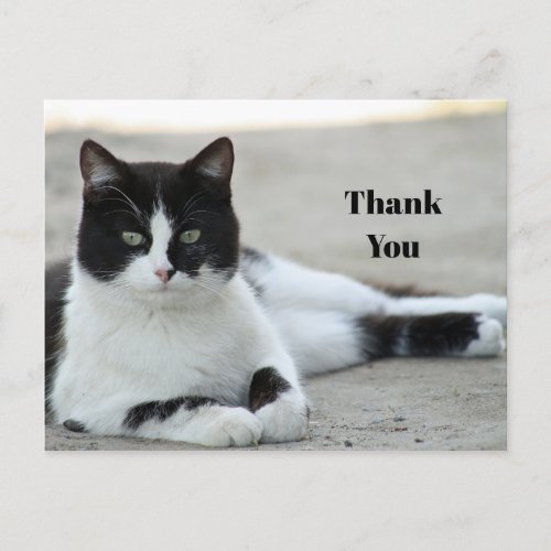 Cat Black and White Tuxedo Photo Thank You Postcard
