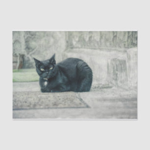 Cat Black Cute Vintage Antique Decoupage Tissue Paper