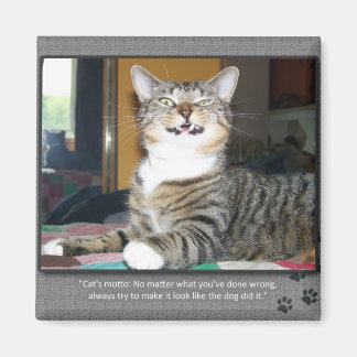 Cat Blames Dog Magnet