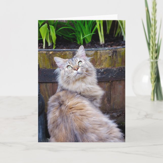 Cat, Blank Any Occasion, Note Card With Maine Coon (Front)