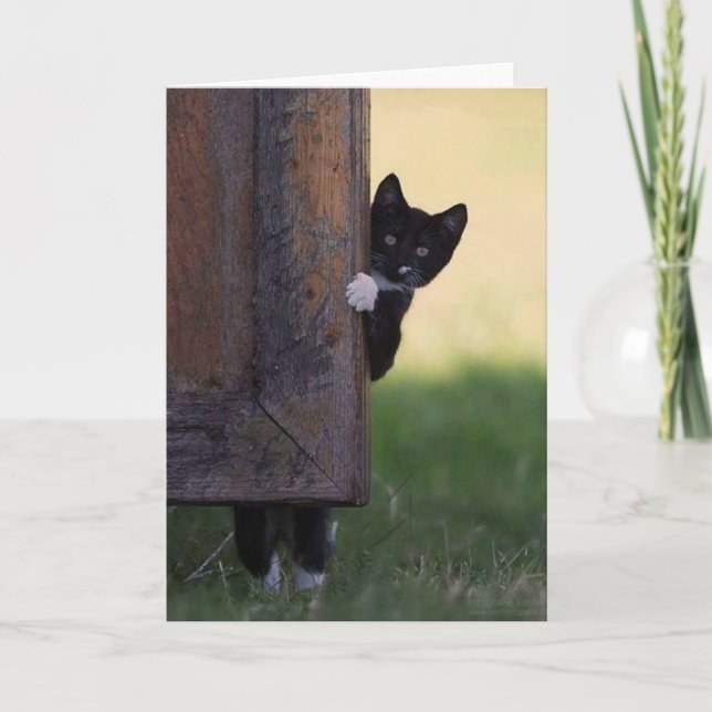 Cat blank card - sympathy, thank you, birthday! (Front)