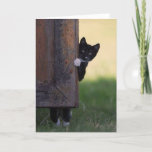 Cat Blank Card - Sympathy, Thank You, Birthday! at Zazzle