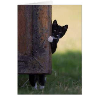 Cat blank card - sympathy, thank you, birthday!