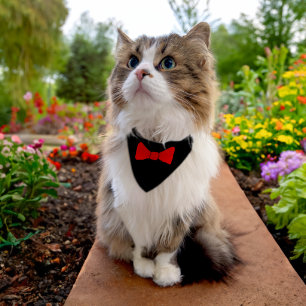 CAT BOW TIE BANDANA 'TUXEDO CAT' PET BANDANA COLLAR