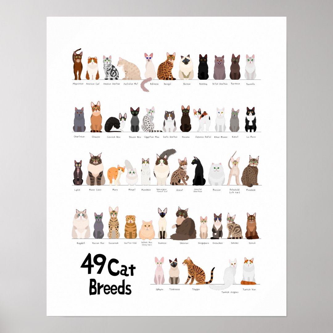 cat breed chart | Zazzle