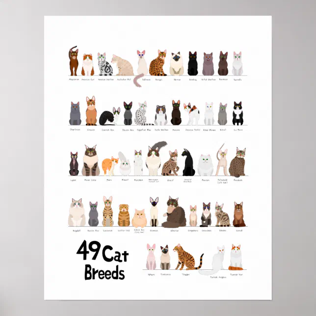 cat breed chart | Zazzle