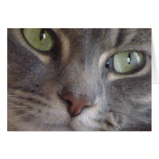 Cat Card (Front Horizontal)