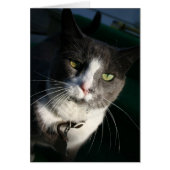 Cat Card (Front)