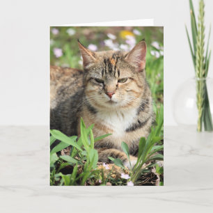 Cat Card