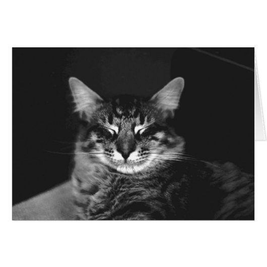 Cat Card #3 (Front Horizontal)