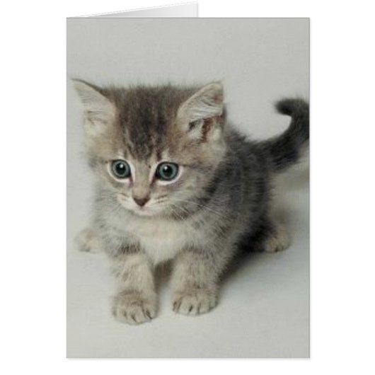 CAT CARDS (Front)