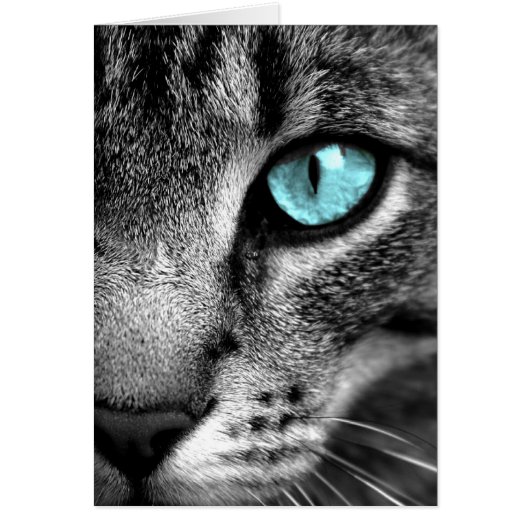 Cat Cards (Front)