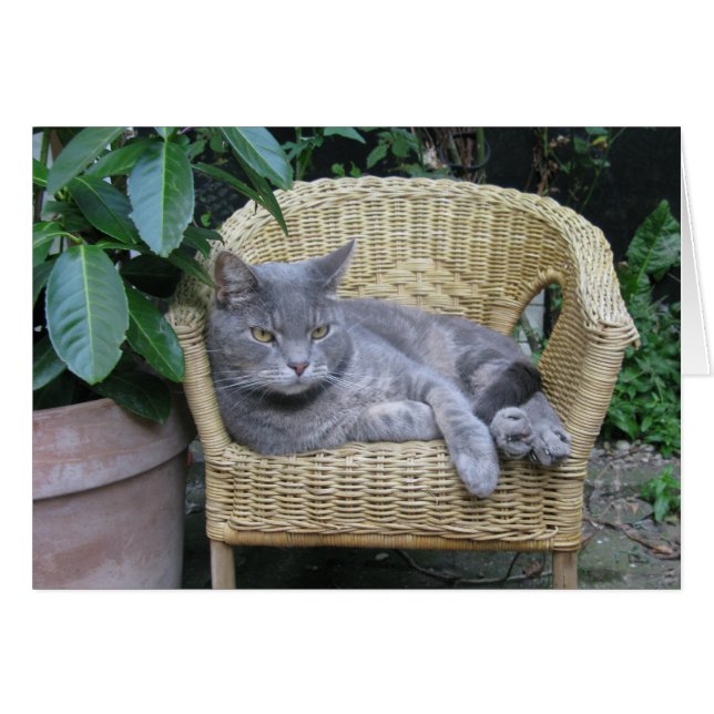 Cat Cards (Front Horizontal)