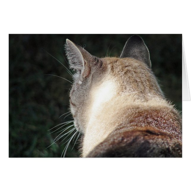 Cat Cards (Front Horizontal)