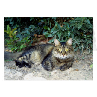 Cat Cards
