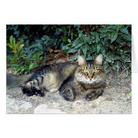 Cat Cards (Front Horizontal)