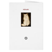 CAT CARDS (Back)