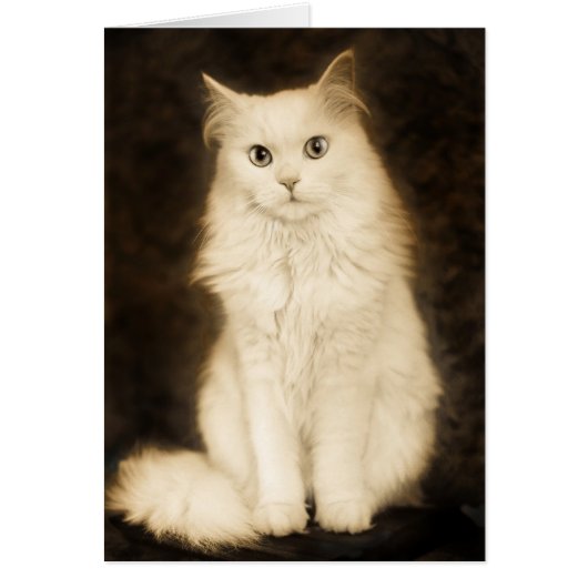 CAT CARDS (Front)