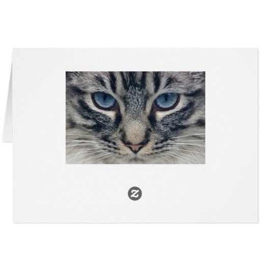 Cat Cards (Back Horizontal)