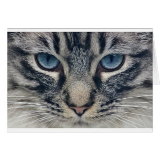 Cat Cards