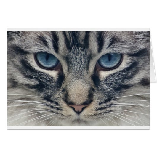 Cat Cards (Front Horizontal)