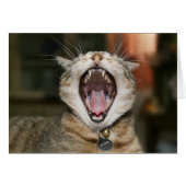 Cat Cards (Front Horizontal)