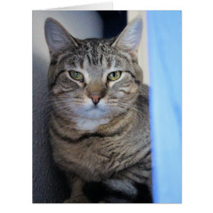 Cat Cards