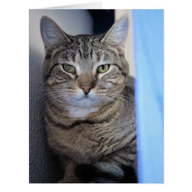 Cat Cards (Front)