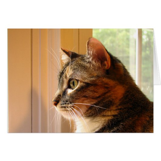 Cat Cards (Front Horizontal)