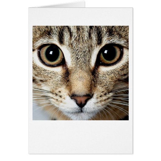 Cat Cards (Front)