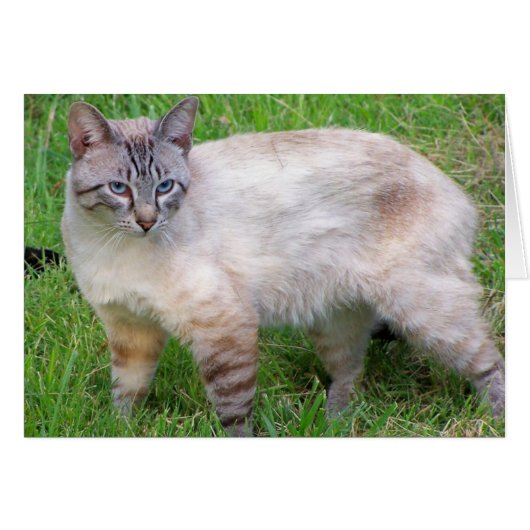 cat cards (Front Horizontal)