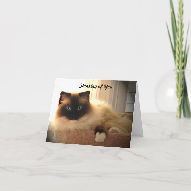 Cat Cats Ragdoll Ragdolls Kitty  Notecard (Front)