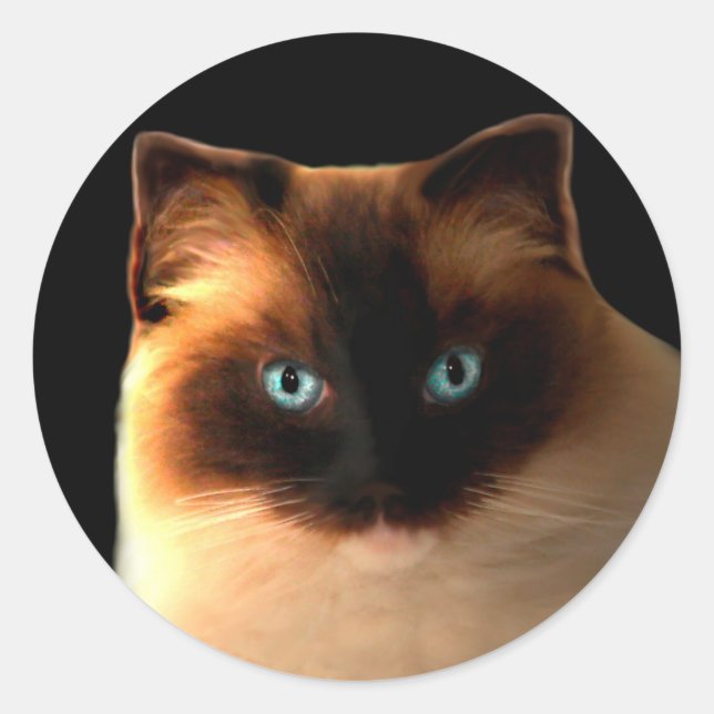 Cat Cats Ragdoll Ragdolls Kitty Stickers (Front)