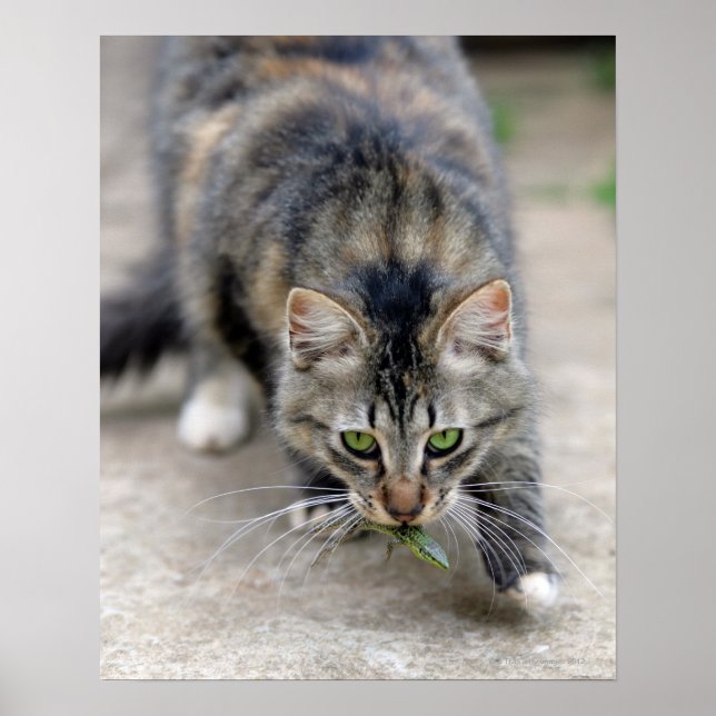 cat caught a lizard poster (Front)