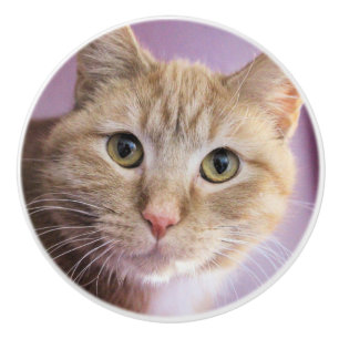 Cat Ceramic Knob