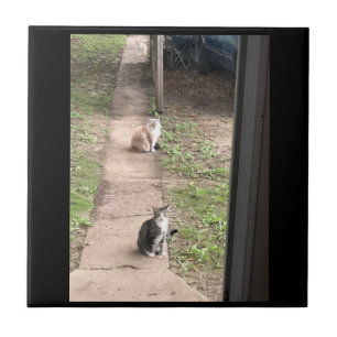 Cat Ceramic Tile