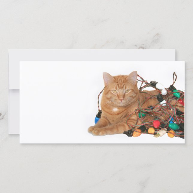 Cat Christmas light tangle Holiday Card (Front)