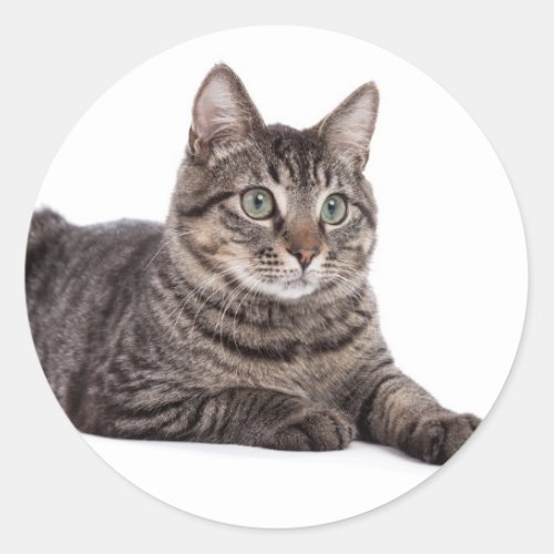 Cat Classic Round Sticker