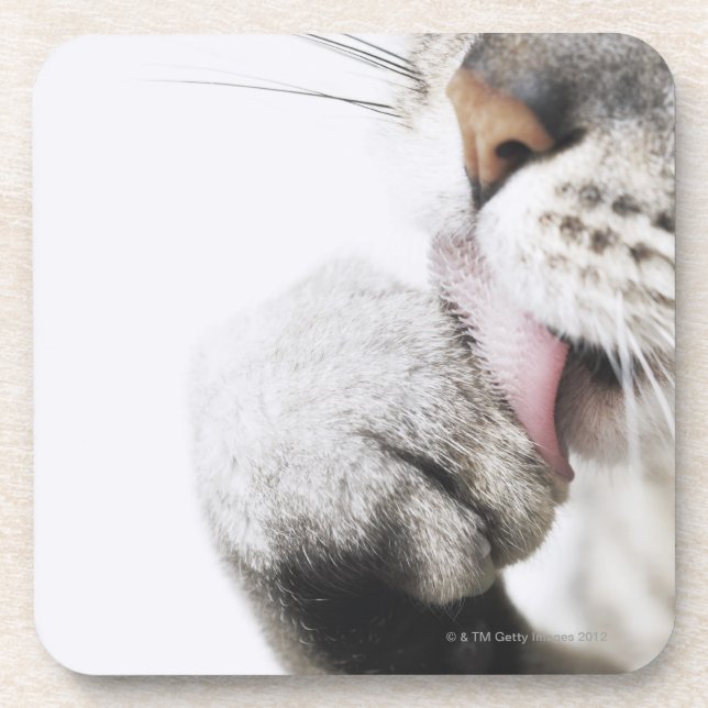 Cat cleaning paw drink coaster (Front)
