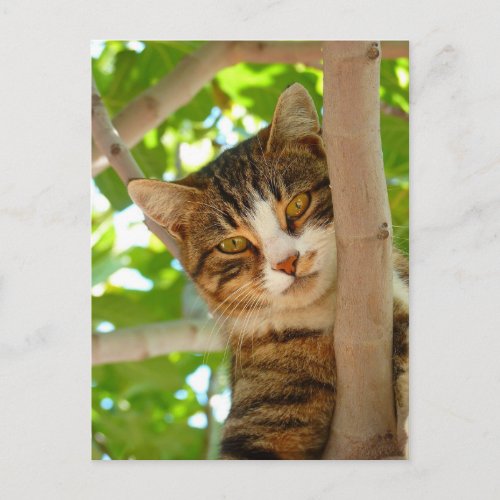 Cat Climbing a Tree Postcard