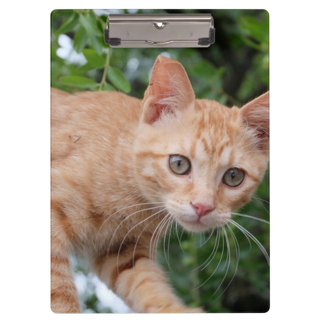 Cat Clipboard (Front)