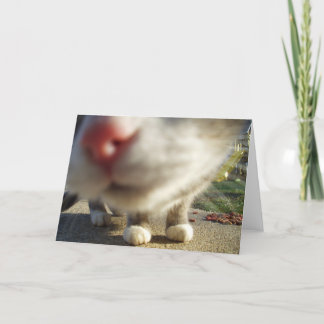 cat closeup card