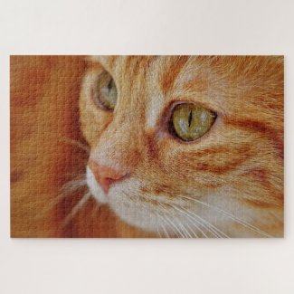 Cat closeup photo