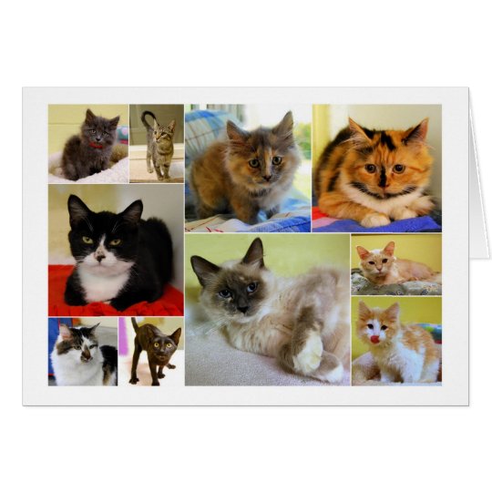 Cat Collage Birthday Card | Zazzle.com