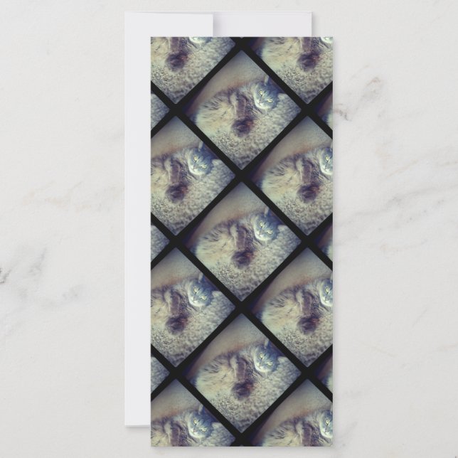 Cat Collage by Shirley Taylor (Front)