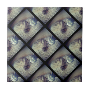 Cat Collage by Shirley Taylor Ceramic Tile